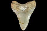 Fossil Megalodon Tooth - North Carolina #108901-2